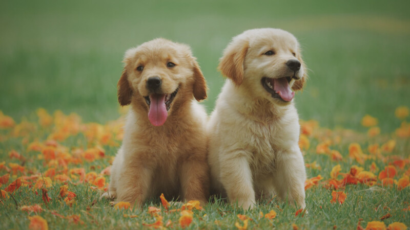 Image of two puppies